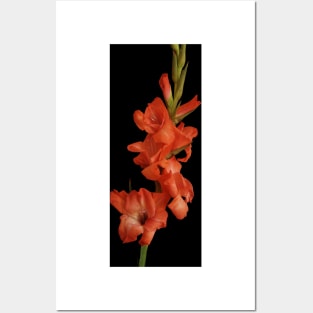 Red Gladioli Posters and Art